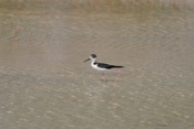 Black-necked Stilt in Water