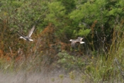 White-cheeked Pintail Ducks Inflight