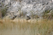  Yellow-Crowned Night Heron  Pose