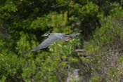Night Heron Flight