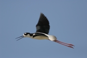 Black-necked Stilt Flying