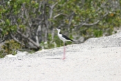 Black-necked Stilt Posing