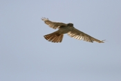 American Kestrel Inflight'