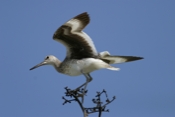 Willet Perched