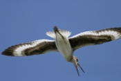 Willet Hollering