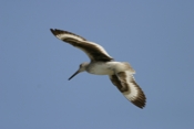 Willet Inflight Again