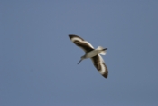 Willet Inflight