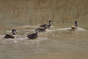 White-cheeked Pintails