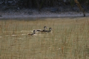White-cheeked Pintail Trio