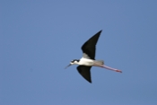 Black-necked Stilt Copy