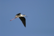 Black-necked Stilt Inflight