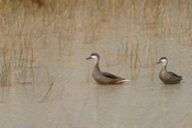 White-cheeked Pintail Pair
