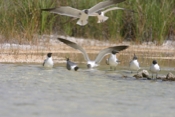 Laughing Gull Relief Copy
