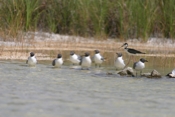 More Laughing Gulls
