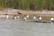 Laughing Gulls getting a drink