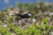 Another Sooty Tern