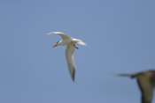 Royal Tern In-flight