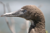 Brown Booby Head