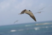 Sooty Tern Flying