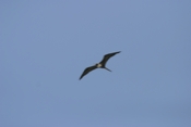 Magnificent Frigate Soaring