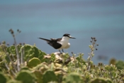 Sooty Tern Sunning