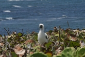 Brown Booby Chick