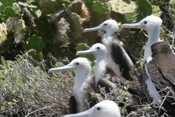 Magnificent Frigate Chicks