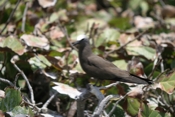 Brown Noddy Perched