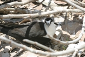 Sooty Tern on Nest