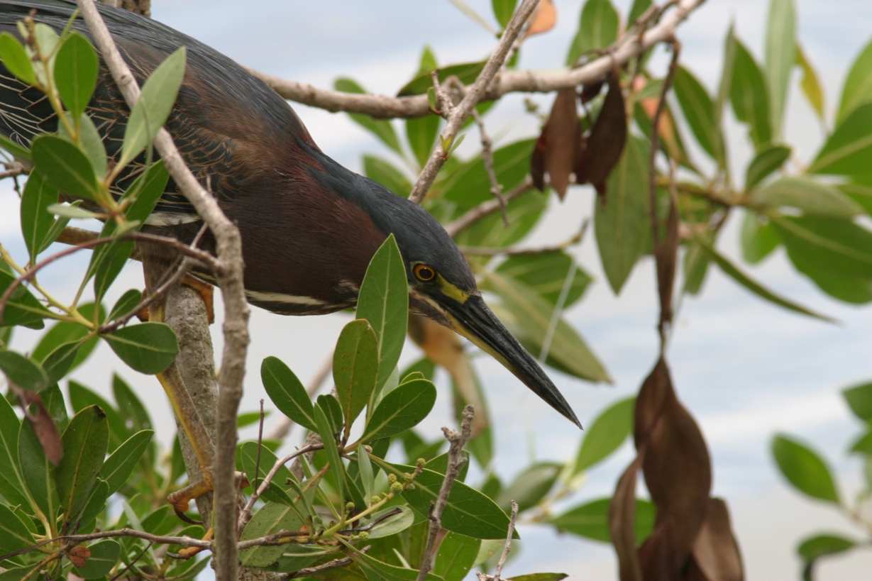 Full Size Image = 2297 K