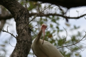 Another White Ibis