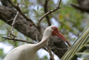 Profile White Ibis