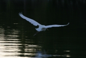 Great Blue Heron, White Morph Flight