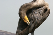Double-crested Cormorant