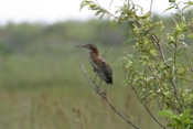 Green Heron Branch Pose