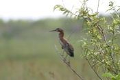 Green Heron Juvy