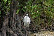Great Blue White Morph Head