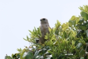 Unknown hawk Perspective