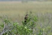 Grackle Female