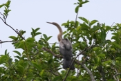 Anhinga Female