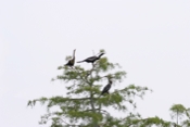 Anhingas in a Cypress