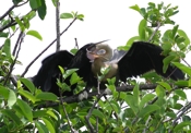 Anhinga Deep Probe