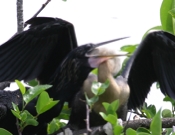 Anhinga (Anhinga anhinga) Feeding