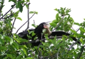 Anhinga Dad Feeding