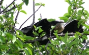 Anhinga Enough Already