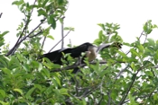 Anhinga Deep Throat