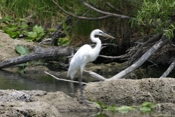 Great Blue White Morph Full Body