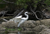 Great Blue White Morph Wings
