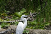 Great Blue White Morph Pose