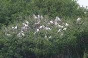Hundreds of Wood Storks